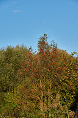 Scenery from a trip to the forest for mushrooms. September 2021.