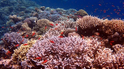 coral reef