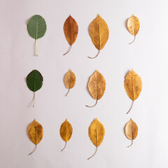 Creative layout of colorful autumn leaves. Flat lay. Season concept.