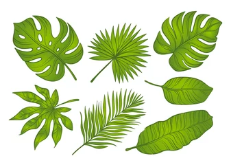 Photo sur Aluminium Monstera Ensemble de feuilles tropicales vertes sur fond blanc