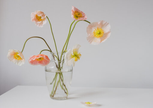 Close up of wilting pink poppy flowers in glass vase on edge of white table - selective focus and vintage filter effect