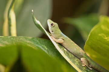 green lizard on a tree