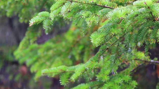 une journ&eacute;e de pluie sur une branche de conif&egrave;re dans la for&ecirc;t
