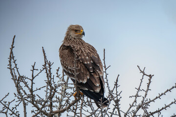 Eastern Imperial Eagle (Aquila heliaca) perched on a tree