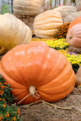 Many giant colorful pumpkins at the Autumn Farmer's Show