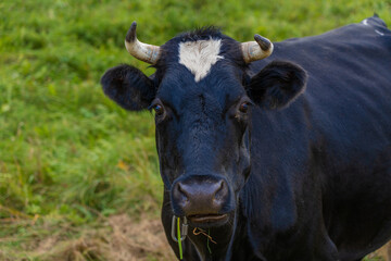 A black cow with a white forehead eats grass.