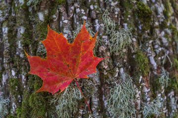 A red maple leaf near a tree trunk.