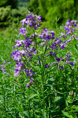 Lilac Campanula lactiflora in green summer garden