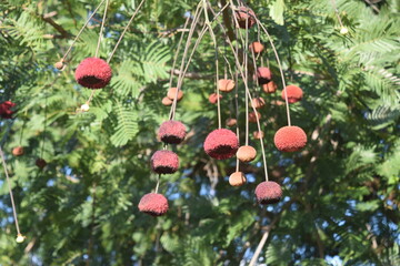 angelim-saia no Cerrado brasileiro