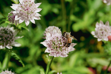 A bee on a flower of wild garlic