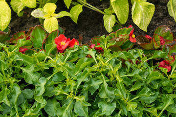 Blooming red begonia flowers among green leaves on the flowerbed