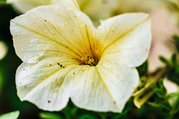 closeup of the white Petunia