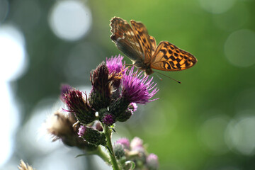 Fototapeta na wymiar Queen of Spain fritillary butterfly, orange with brown spots on green thistle with purple blossoms and green blurry background