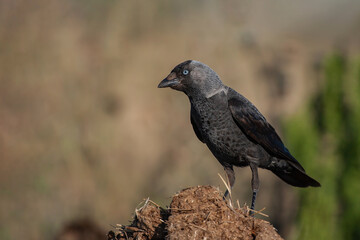 Western Jackdaw (Coloeus monedula) perched on soil