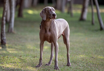beautiful weimaraner dog standing alone outdoors at the park