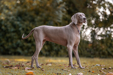 beautiful weimaraner dog standing alone outdoors at the park on autumn