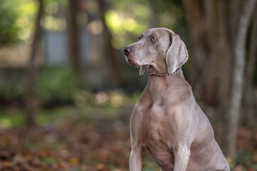 side view of a face of a weimaraner dog sitting alone outdoors with trees and blury backgroung