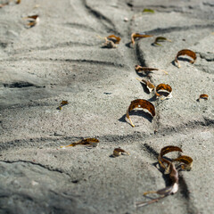 sunlight and dried leaves on the pavement