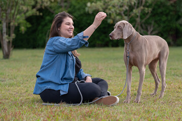 .woman sitting on the grass and training her weimaraner dog with snack at the park.
