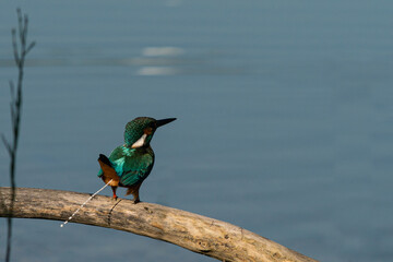 Female kingfisher dropping - Alcedo atthis, Israel