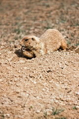 Black-Tailed Prairie dog excavating a burrow in Colorado.