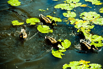 ducks in the pond