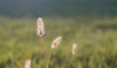 view of grass and grass on a sunny day