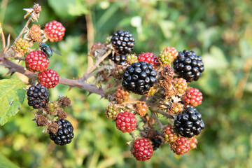Close up of a bunch of blackberries