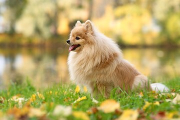 Portrait of beautiful Pomeranian Spitz dog, cute little happy positive puppy walking in golden autumn park, sitting in yellow colourful leaves and smiling with tongue out.