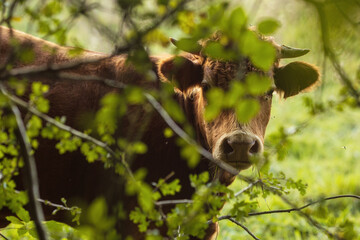 Kühe Aubrac race bovine