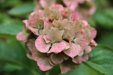 Extreme macro of bigleaf hydrangea, French hydrangea or hortensia (Hydrangea macrophylla) on...