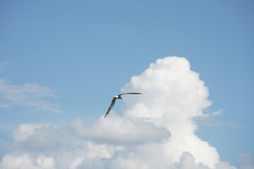 Seagull