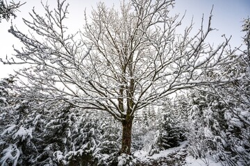 A small tree without leaves in a large Carpathian forest lit by the sun and covered with white snow