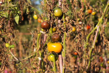 Sick tomatoes with blackened and dry leaves. Damaged vegetables, Phytophthora infestans (late...