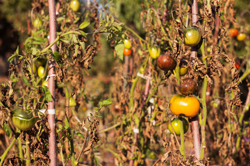 Sick tomatoes with blackened and dry leaves. Damaged vegetables, Phytophthora infestans (late...