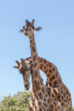 Image de près de deux girafes dans le zoo de la Barben - France