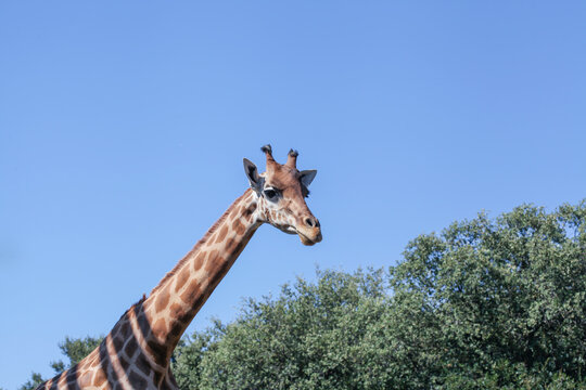 Image de près d'un girafe dans le zoo de la Barben - France