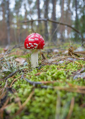Find in autumn forest. Beautiful fly agaric (Amanita muscaria) are found in September