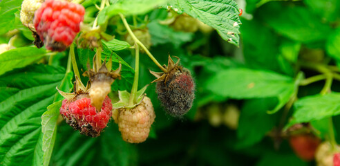 Rotten overripe red raspberries grow in the garden. Bad harvest. Spoiled berry, mold on berries. Selective focus