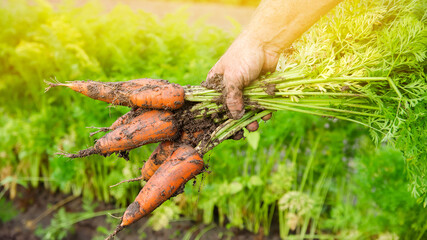 A farmer harvesting carrot on the field. Growing organic vegetables. Farming, agriculture. Freshly harvested carrots. Seasonal work. Selective focus