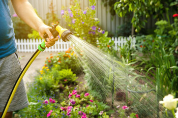 A gardener with a watering hose and a sprayer water the flowers in the garden on a summer sunny day. Sprinkler hose for irrigation plants. Gardening, growing and flower care concept. Selective focus - obrazy, fototapety, plakaty