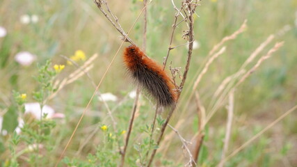 A large furry dark caterpillar sits on the grass. The spiny body of a caterpillar. Dangerous insect close-up. The caterpillar eats grass. Insect in the center of the frame. Summer insects. 