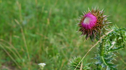 One thistle among the herbs close-up. Horizontal photo. Large pink thistle. A beautiful, thorny plant among the grass. The plant on the right side of the photo. Summer plants. Meadow plants.
