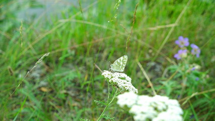 A green little butterfly sits on a yarrow. Spotted, fluffy, green butterfly. Wonderful insects. The butterfly eats the nectar of the flower. A field of plants. Summer plants. Meadow plants. 