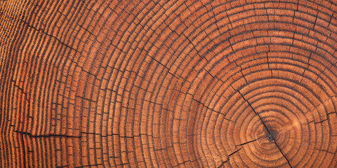 brown wooden stump texture, annual rings background