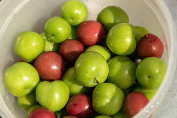 Frest green and red plums harvested tree now