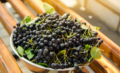 Freshly harvested chokeberry in a plate. Aronia is a genus of deciduous shrubs. Chokeberries....