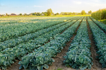 Cabbage plantations grow in the field. Growing organic vegetables. Eco-friendly products. Agriculture and farming. Plantation cultivation. Countryside. Selective focus