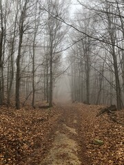 Fototapeta premium magical forest