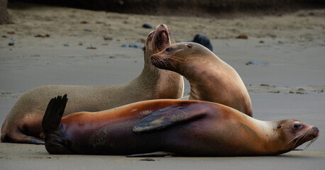 Fototapeta premium sea lion on the beach